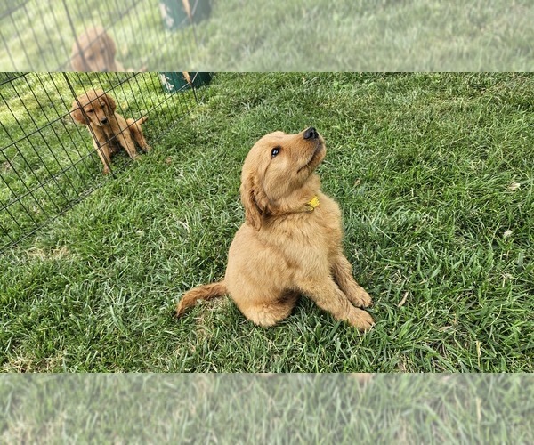 Medium Photo #1 Golden Retriever Puppy For Sale in ALBIA, IA, USA