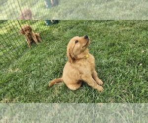 Medium Golden Retriever