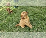 Puppy Yellow Golden Retriever