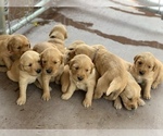Small Photo #4 Golden Retriever Puppy For Sale in MANTECA, CA, USA