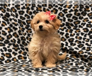 Morkie-Poodle (Miniature) Mix Puppy for sale in LAKELAND, FL, USA