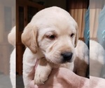 Small #20 Labrador Retriever