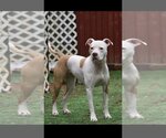 Small #24 American Bulldog Mix