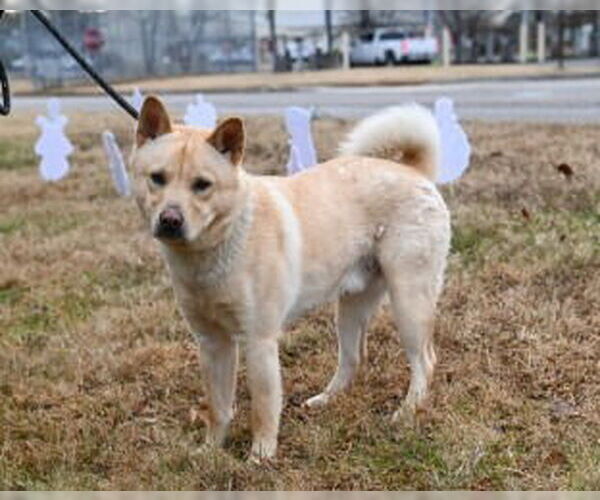 Medium Photo #1 Chow Chow-Siberian Husky Mix Puppy For Sale in Glen Allen, VA, USA