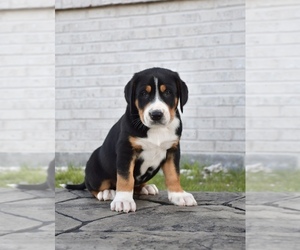 Greater Swiss Mountain Dog Puppy for Sale in BELLEFONTE, Pennsylvania USA