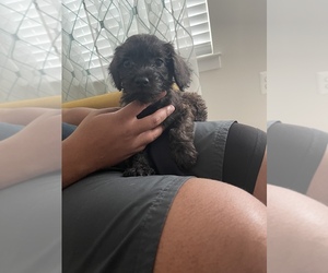 French Bulldog-Poodle (Toy) Mix Puppy for sale in ALEXANDRIA, VA, USA