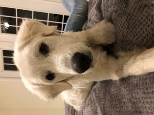 Great Pyrenees Puppy for sale in WEST PALM BEACH, FL, USA