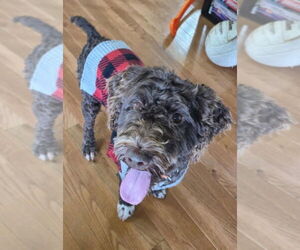 Mutt Dogs for adoption in Foristell, MO, USA