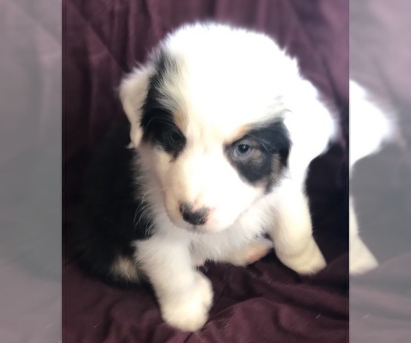 Medium Photo #1 Australian Shepherd Puppy For Sale in VERMONTVILLE, MI, USA