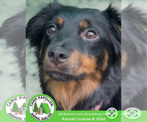 Australian Shepherd-Unknown Mix Dogs for adoption in Stroudsburg, PA, USA