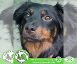 McQueen - Female Australian Shepherd-Unknown Mix Dog for Adoption - Small photo