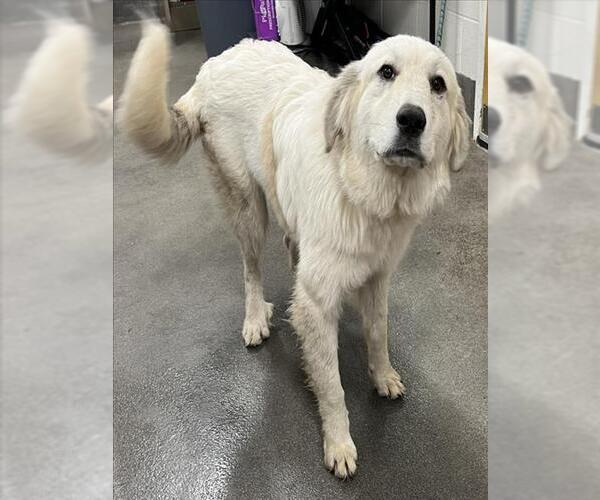 Medium Photo #1 Great Pyrenees Puppy For Sale in Forestville, MD, USA