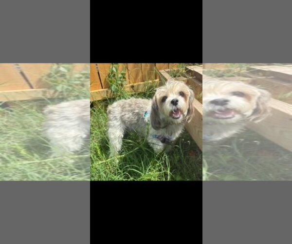Medium Photo #6 Shih Tzu Puppy For Sale in Harrisburg, PA, USA