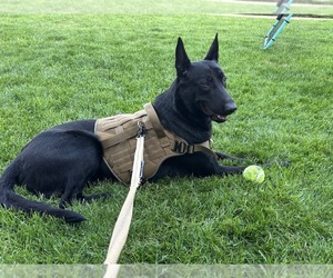 Belgian Malinois Puppy for sale in MASSAPEQUA PK, NY, USA