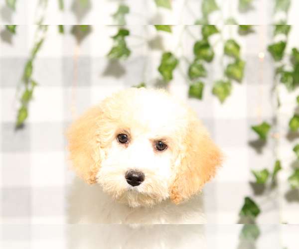 Medium Photo #1 Poochon Puppy For Sale in MARIETTA, GA, USA