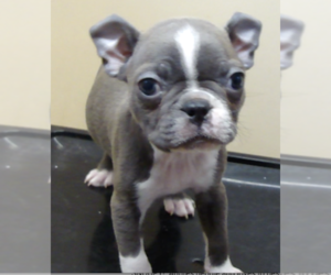 Boston Terrier Puppy for sale in CRKD RVR RNCH, OR, USA
