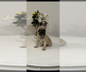 French Bulldog Puppy for sale in RIVERSIDE, CA, USA