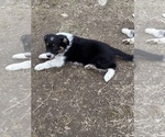 Small Photo #6 Australian Shepherd-Texas Heeler Mix Puppy For Sale in IBERIA, MO, USA