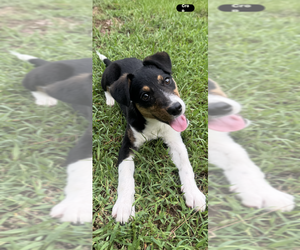 Mutt Dogs for adoption in Conway, AR, USA