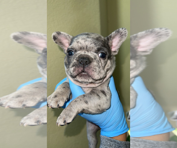 Medium Photo #3 French Bulldog Puppy For Sale in ELK GROVE, CA, USA