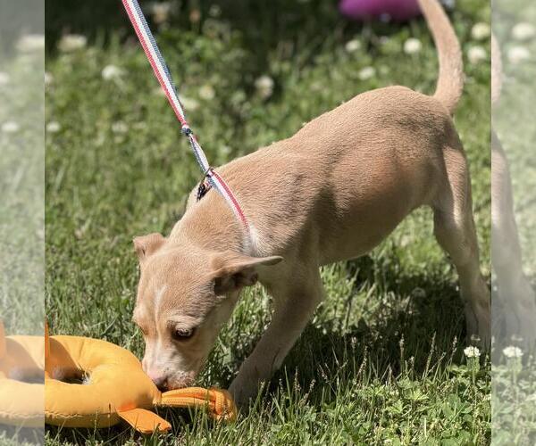 Medium Photo #3 Labrador Retriever-Unknown Mix Puppy For Sale in Yardley, PA, USA