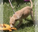 Small #2 Labrador Retriever Mix