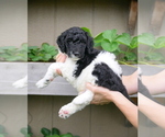 Small Photo #2 Goldendoodle Puppy For Sale in LAKEWOOD, WA, USA