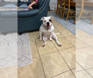 Olde Bulldog Dogs for adoption in Chandler, AZ, USA