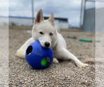 Small #16 Huskies  Mix