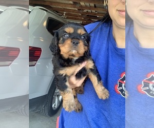 Cavalier King Charles Spaniel Puppy for sale in ALFORDSVILLE, IN, USA