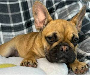 French Bulldog Puppy for sale in REDMOND, WA, USA