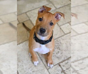 Medium Mutt
