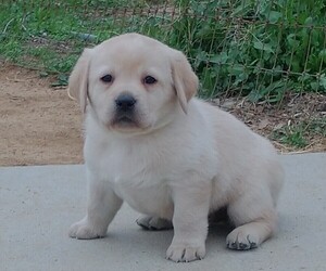 Labrador Retriever Puppy for sale in CALIENTE, CA, USA