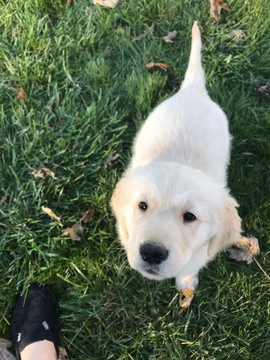 Medium Photo #1 Golden Retriever Puppy For Sale in NORTHWOOD, OH, USA