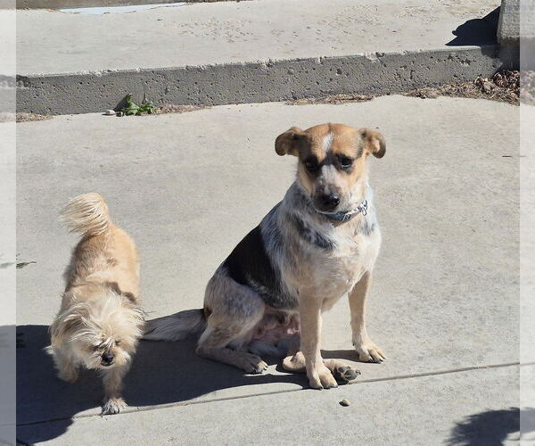 Medium Photo #7 Mutt Puppy For Sale in Sandy, UT, USA