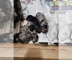 Dachshund Puppy for sale in PHOENIX, AZ, USA