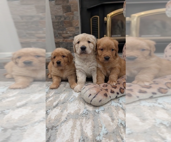 Medium Photo #4 Golden Retriever Puppy For Sale in SACRAMENTO, CA, USA