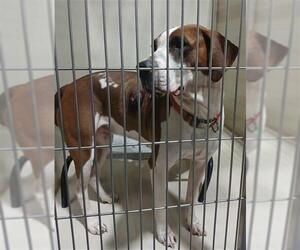 American Staffordshire Terrier Dogs for adoption in Bakersfield, CA, USA