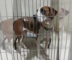 Small American Staffordshire Terrier