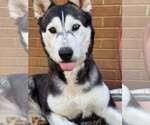 Small #3 Siberian Husky