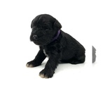 Small Photo #5 Schnauzer (Miniature) Puppy For Sale in WINTERVILLE, GA, USA