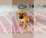 Small Black Mouth Cur-Rhodesian Ridgeback Mix