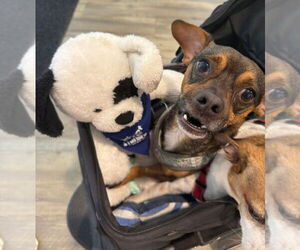 Mutt Dogs for adoption in oakland, FL, USA