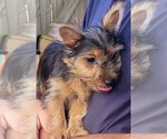 Small Photo #4 Yorkshire Terrier Puppy For Sale in AKRON, OH, USA