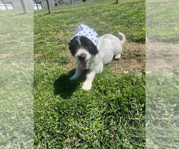 Medium Photo #4 Mutt Puppy For Sale in Osgood, IN, USA