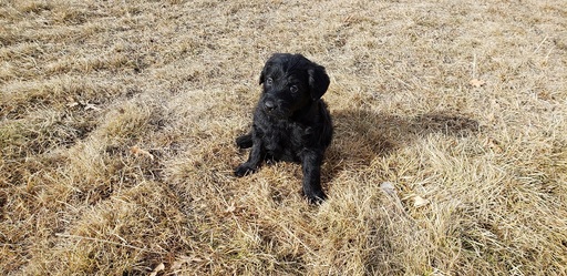 Medium Photo #3 Labradoodle Puppy For Sale in CO SPGS, CO, USA