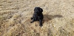 Small Photo #3 Labradoodle Puppy For Sale in CO SPGS, CO, USA