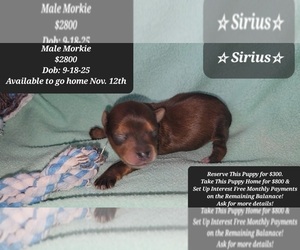 Morkie Puppy for sale in TUCSON, AZ, USA