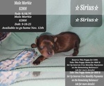 Image preview for Ad Listing. Nickname: Sirius