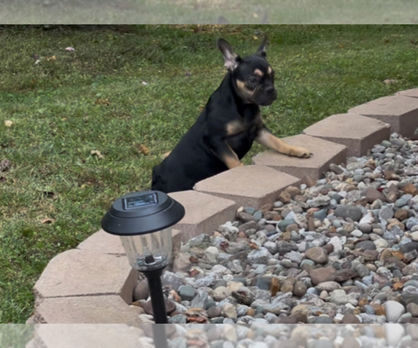 Medium Photo #7 French Bulldog Puppy For Sale in RADCLIFF, KY, USA